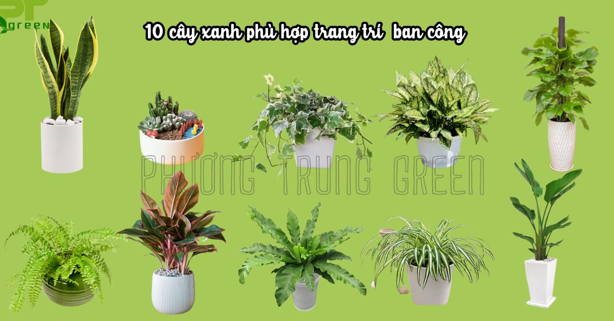 Những loại cây thích hợp trồng ban công