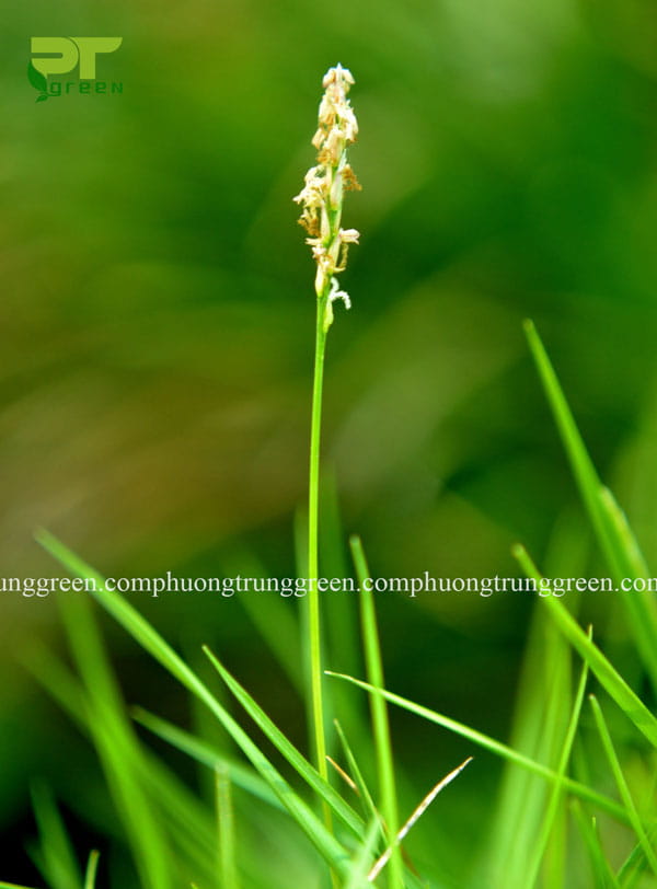cây cỏ nhung nhật giá rẻ