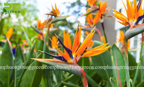 Các loại hoa trồng sân vườn đẹp - Phương Trung Green