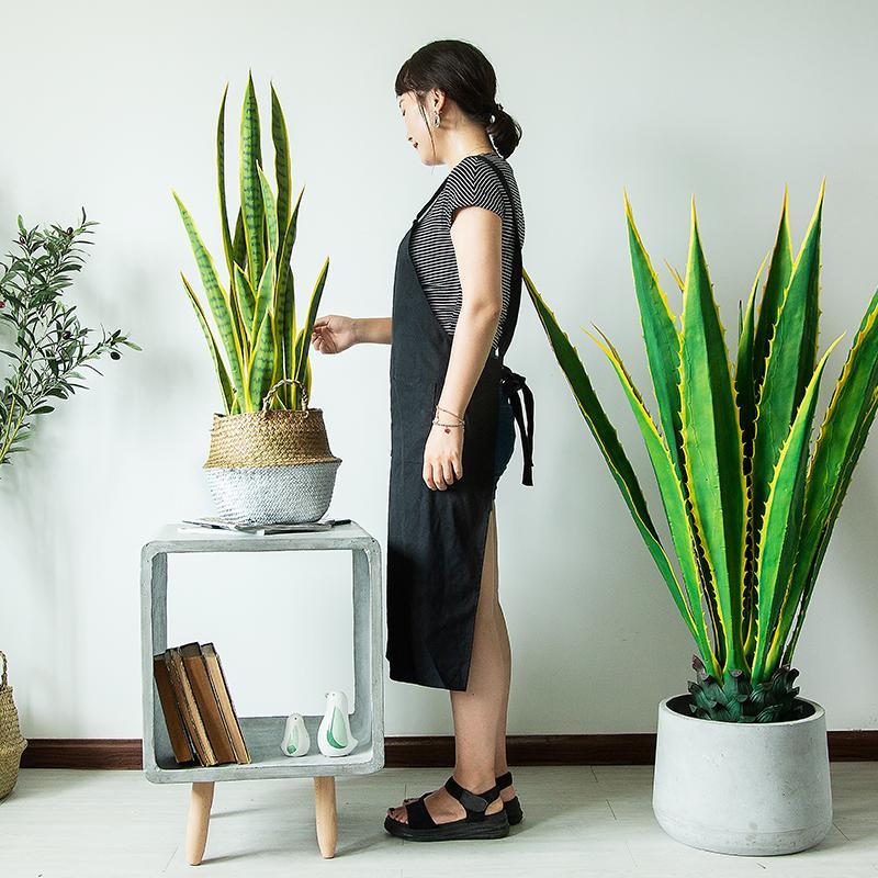 Cây Lưỡi hổ giả