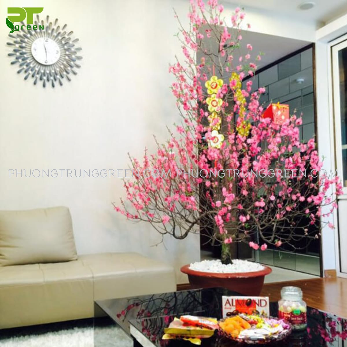 Vị trí đặt cây cảnh trong nhà