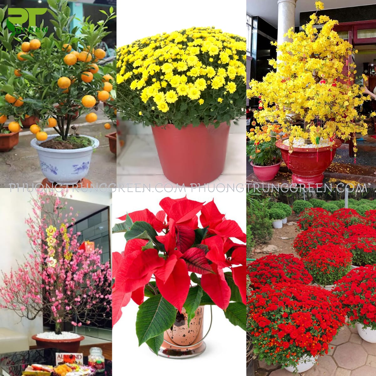 Những cây cảnh Tết