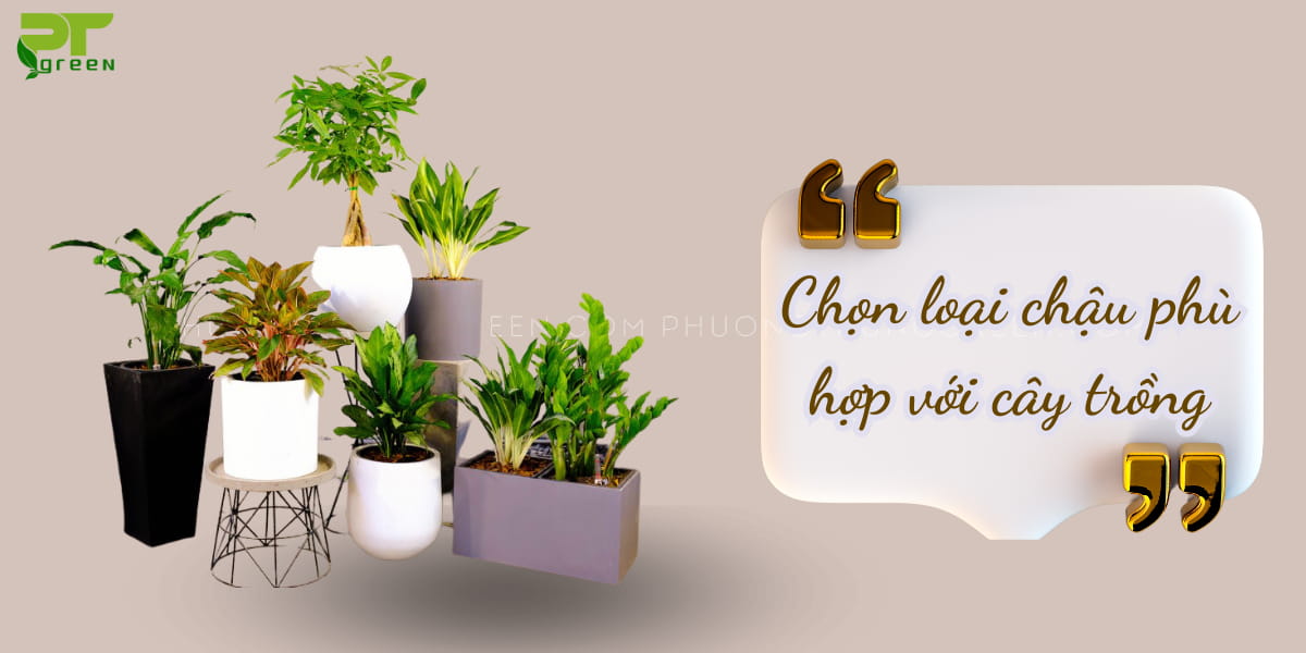 Cách trồng cây tươi tốt không nhanh chết