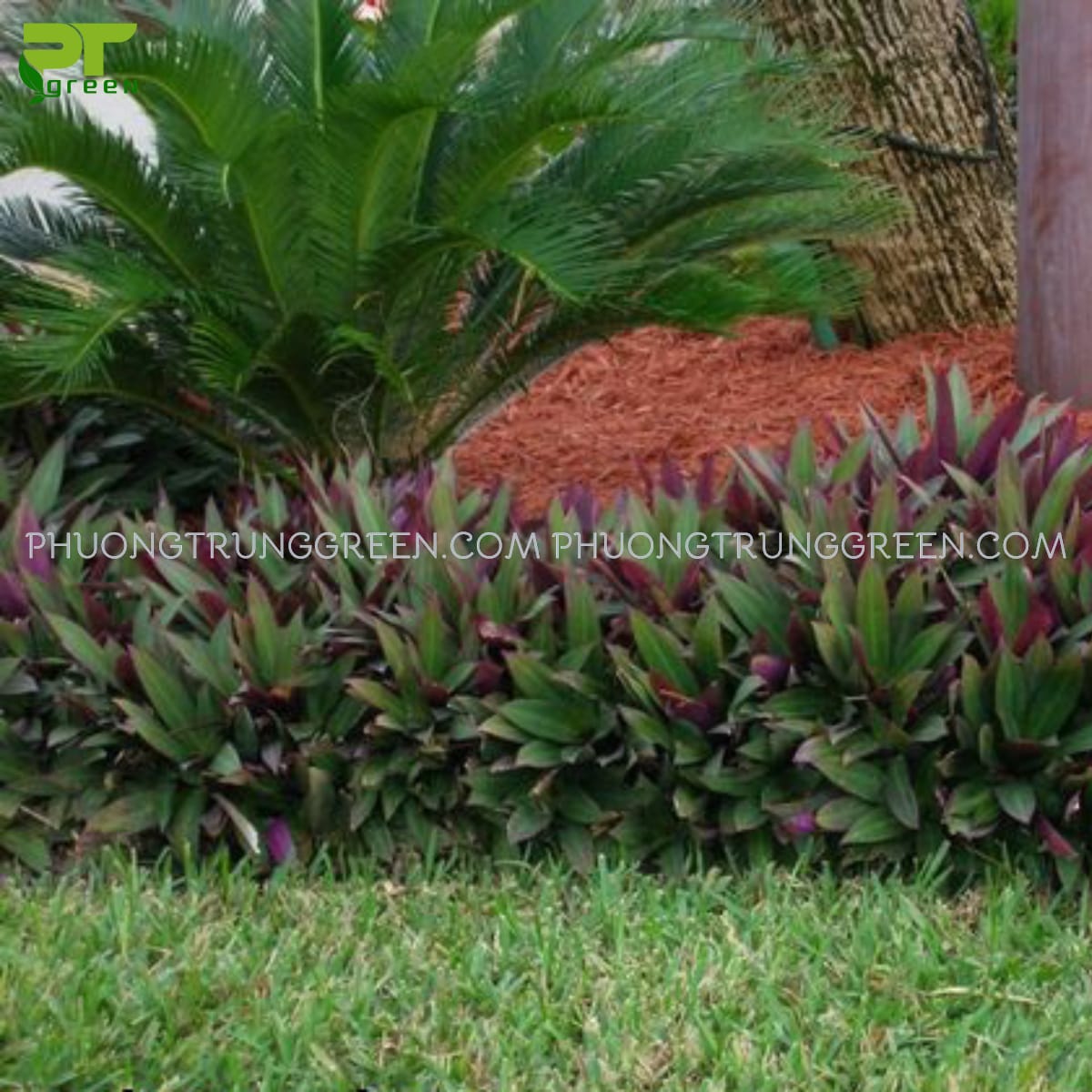 Vị trí trồng cây bảy sắc cầu vống