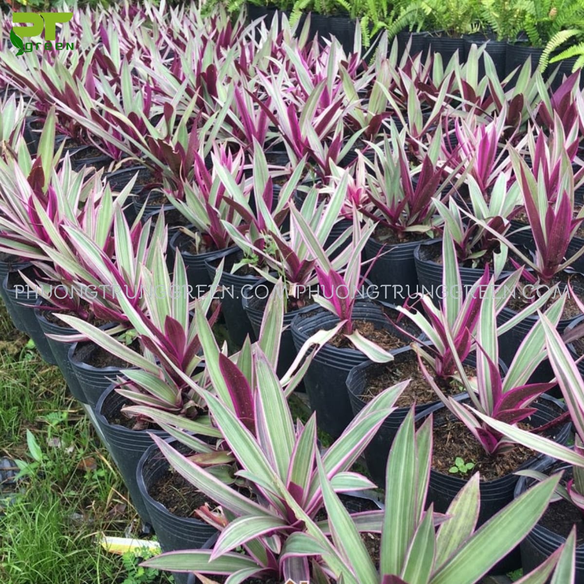 Cách trồng cây bảy sắc cầu vồng