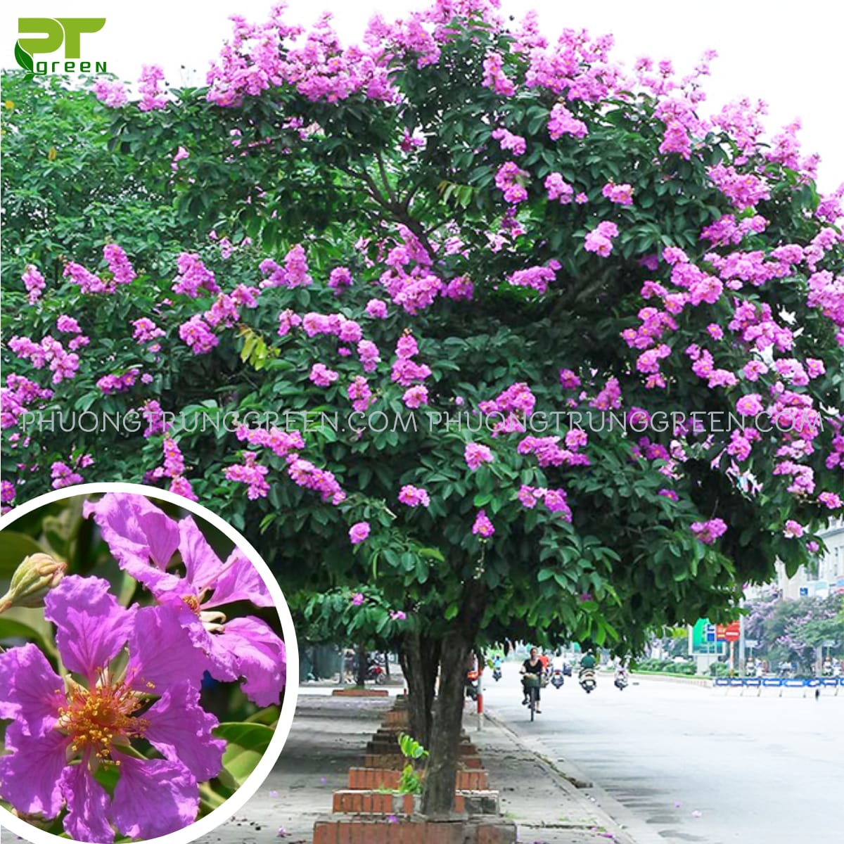 Cây Bằng lăng