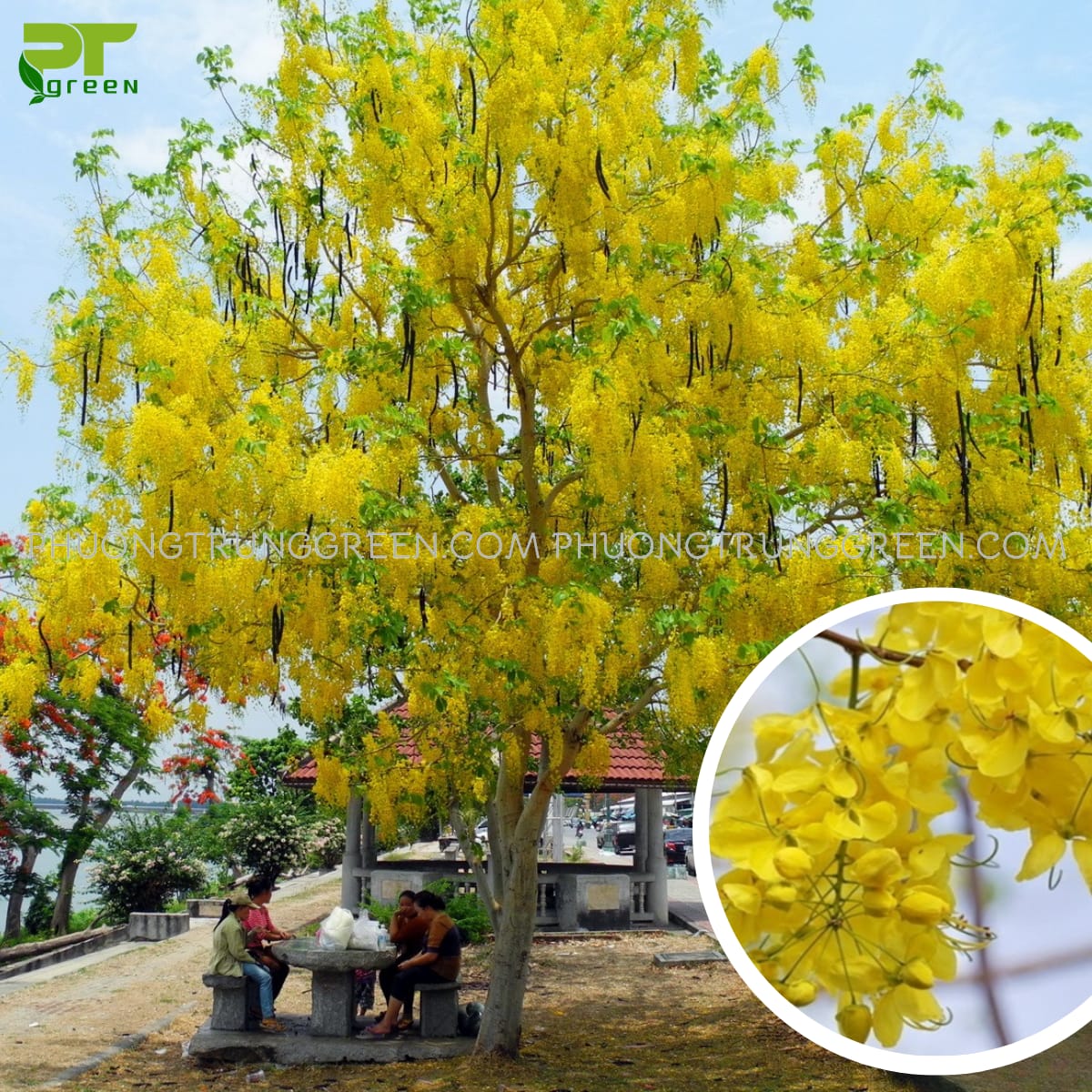Cây Bò Cạp vàng