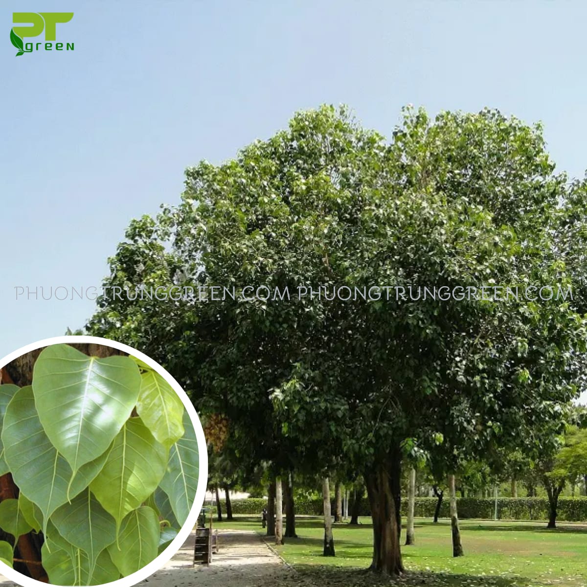 Cây Bồ đề