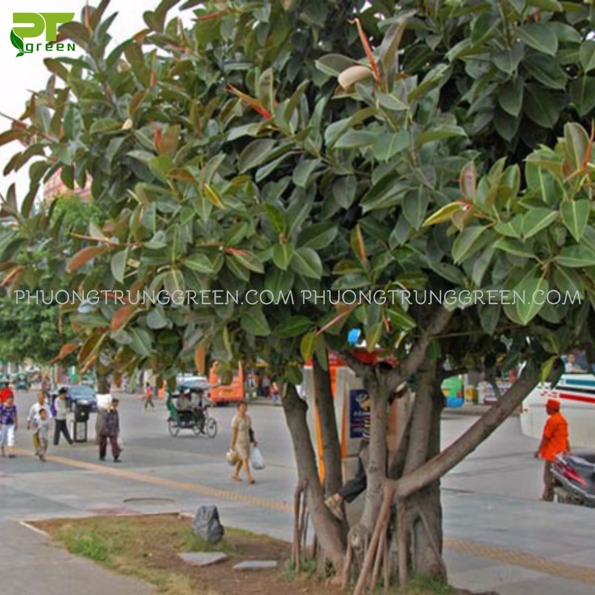 Cây Đa búp đỏ