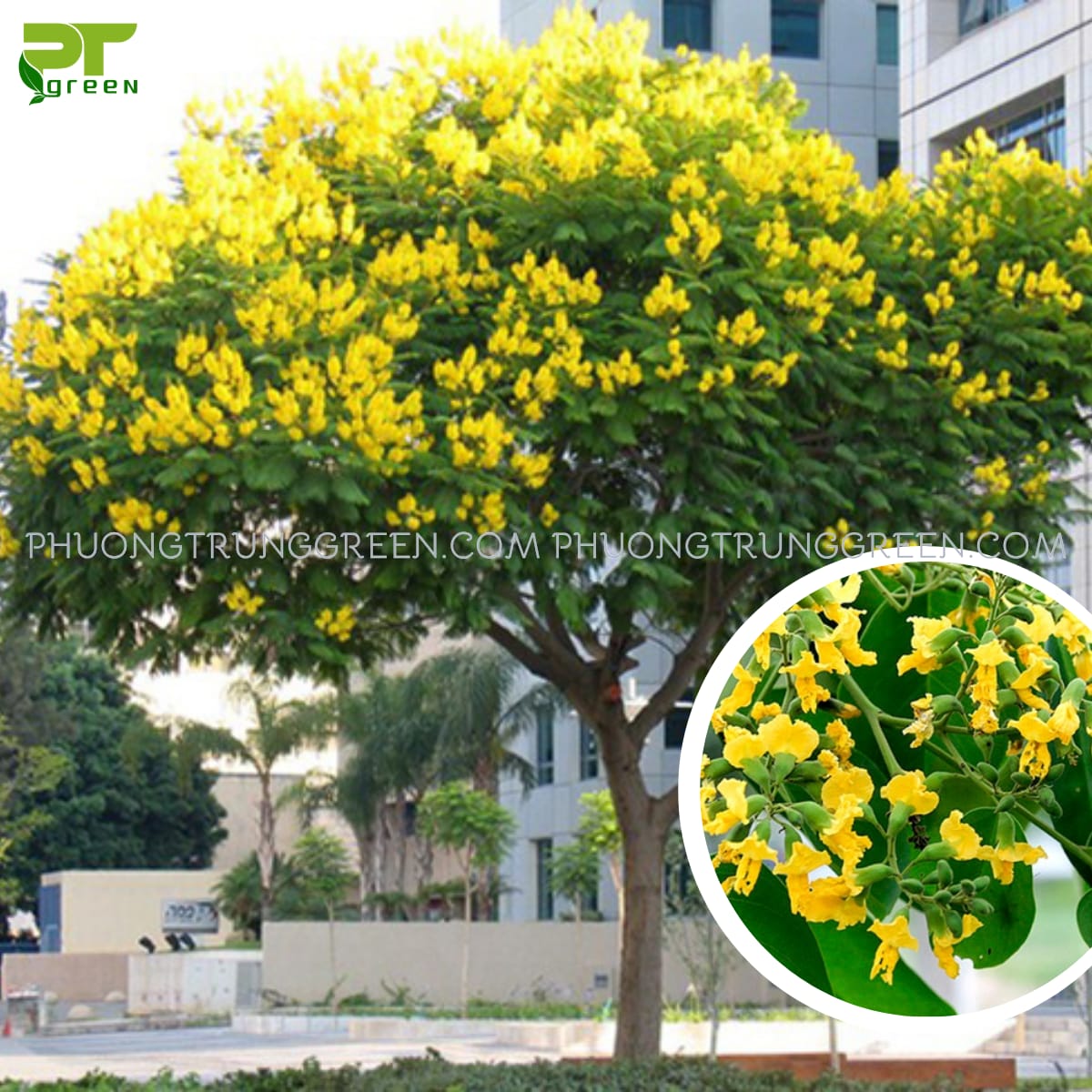 Cây Giáng hương