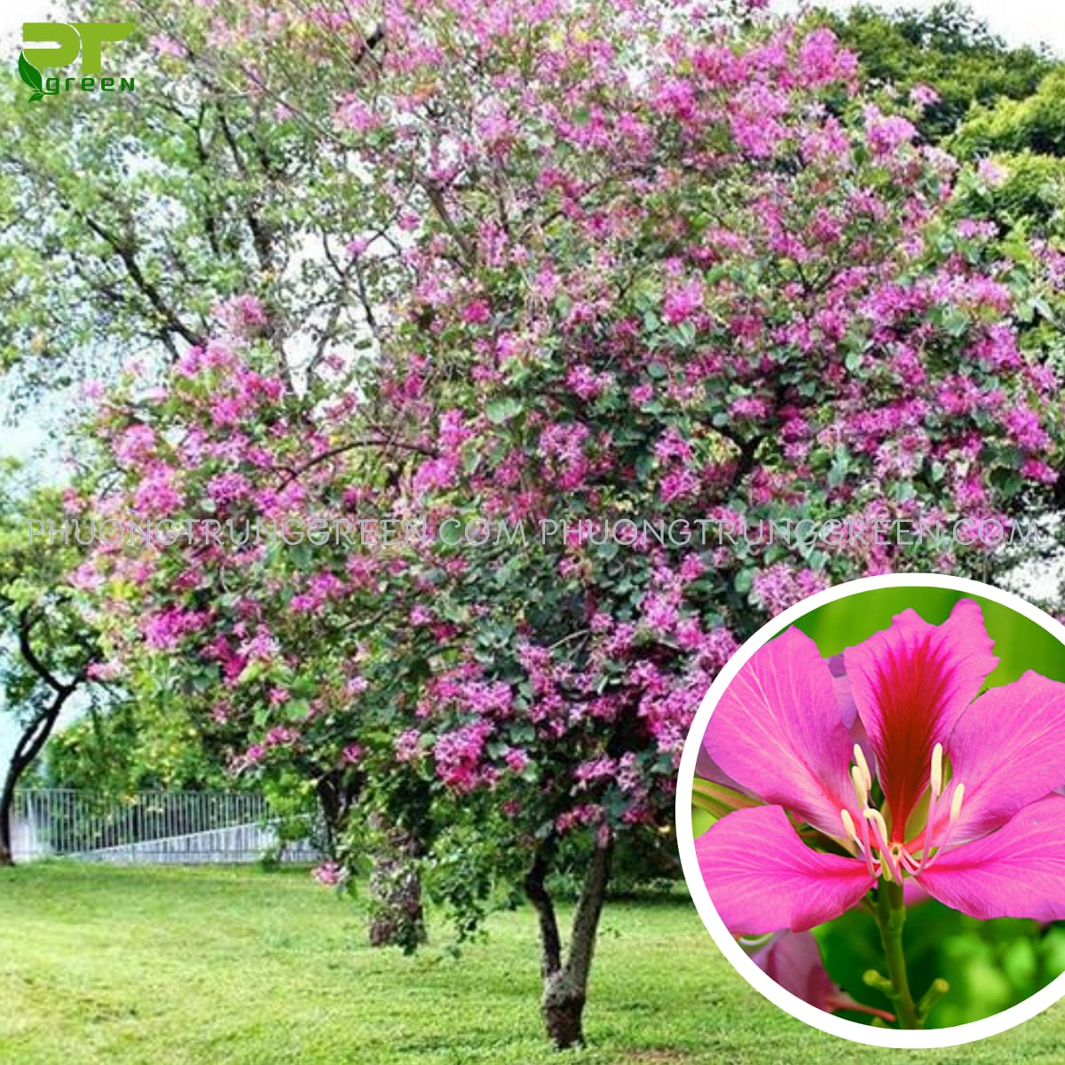 Cây Móng bò