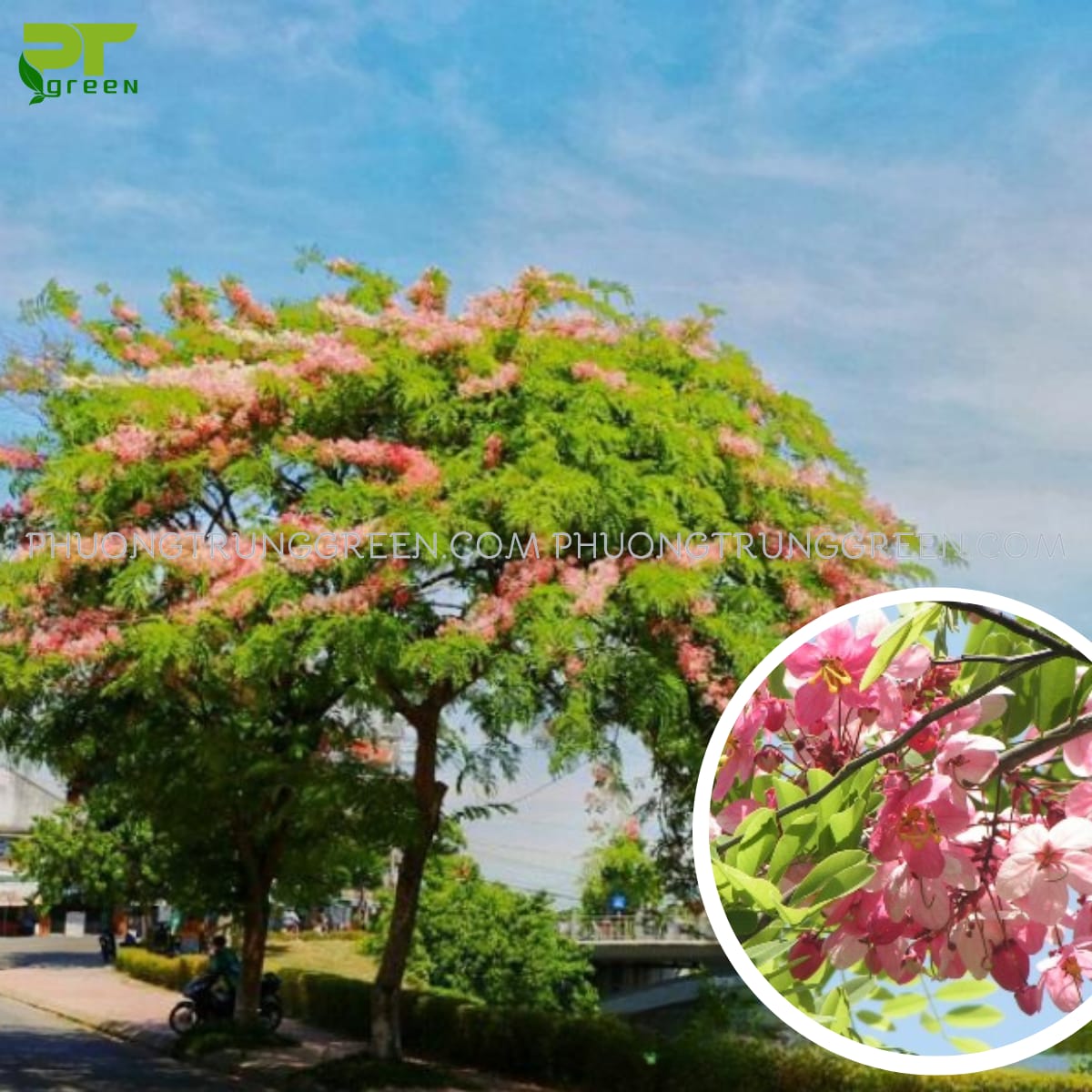 Cây Muồng hoa đào