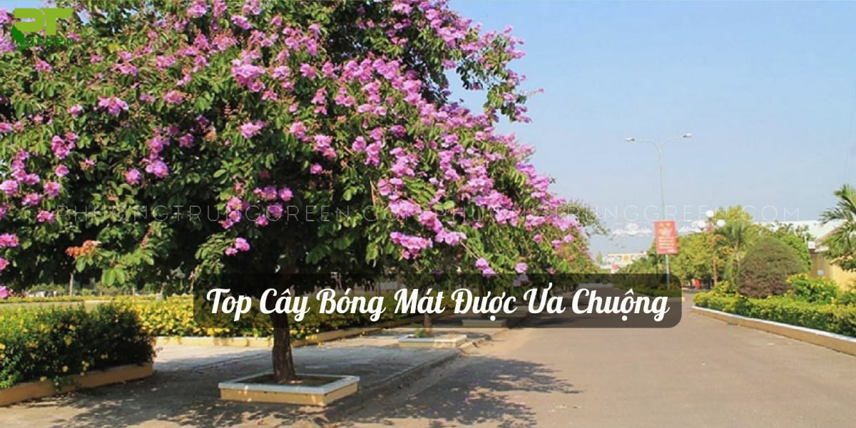 Top cây bóng mát được ưa chuộng
