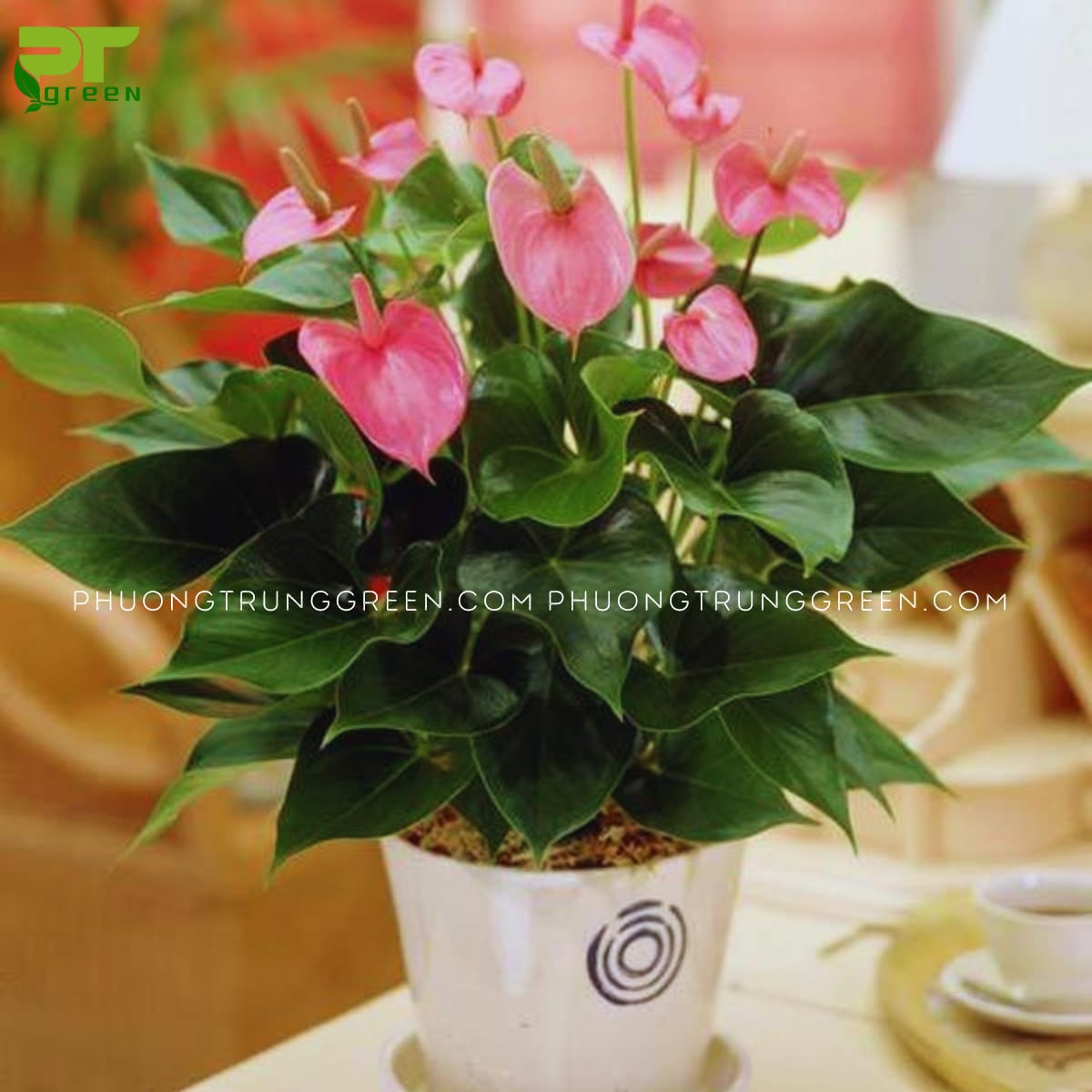 Cây hồng môn hồng