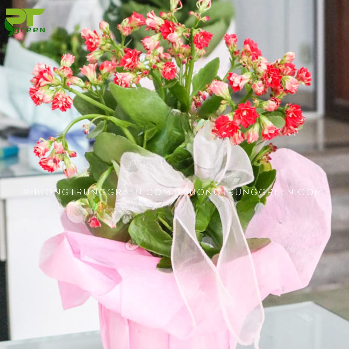 Cây Sống Đời
