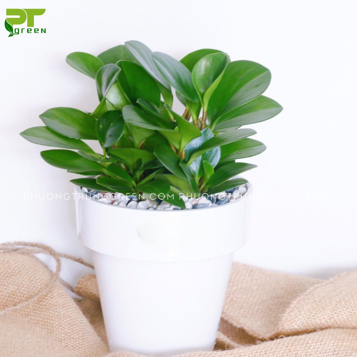 Cây trường sinh