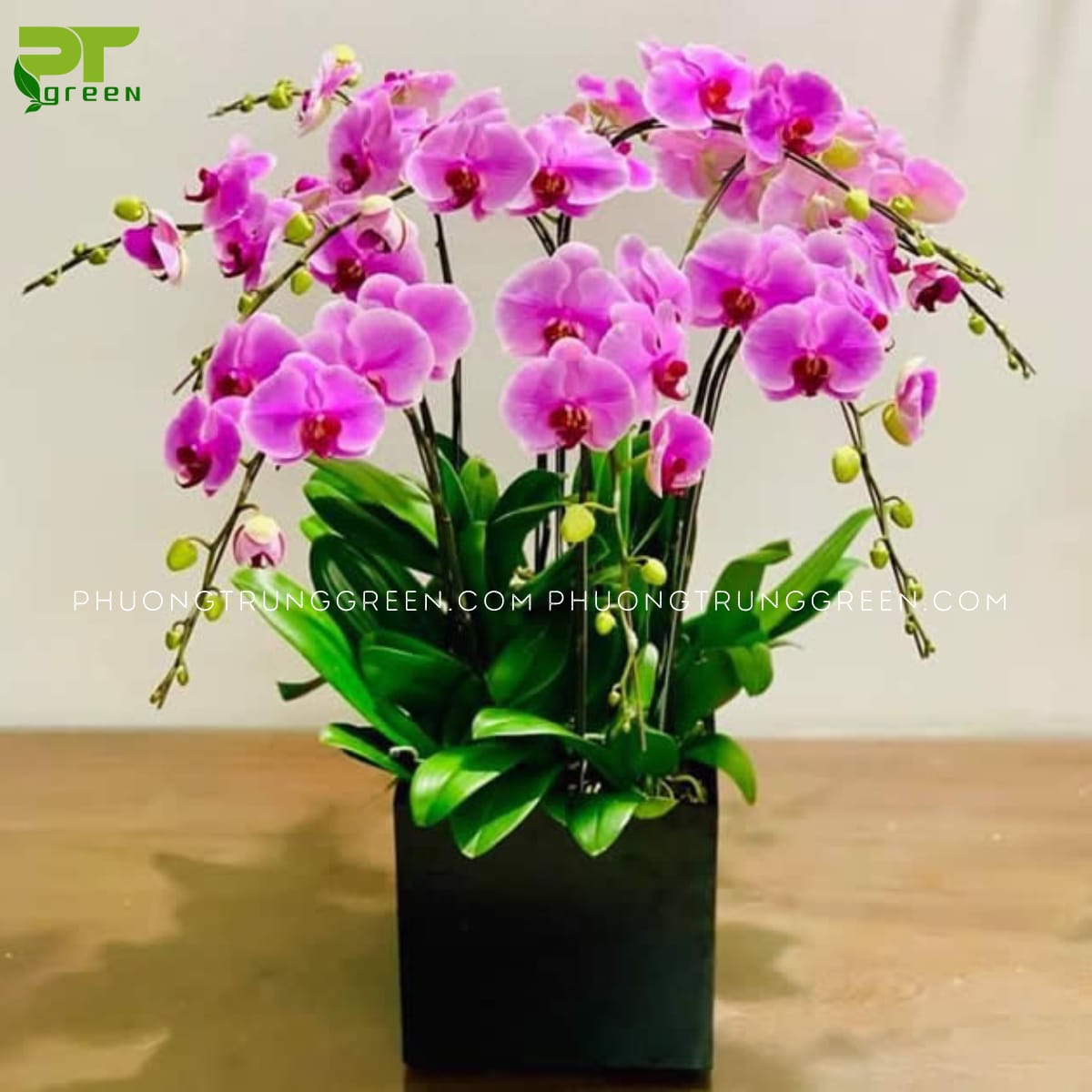Hoa lan hồ điệp