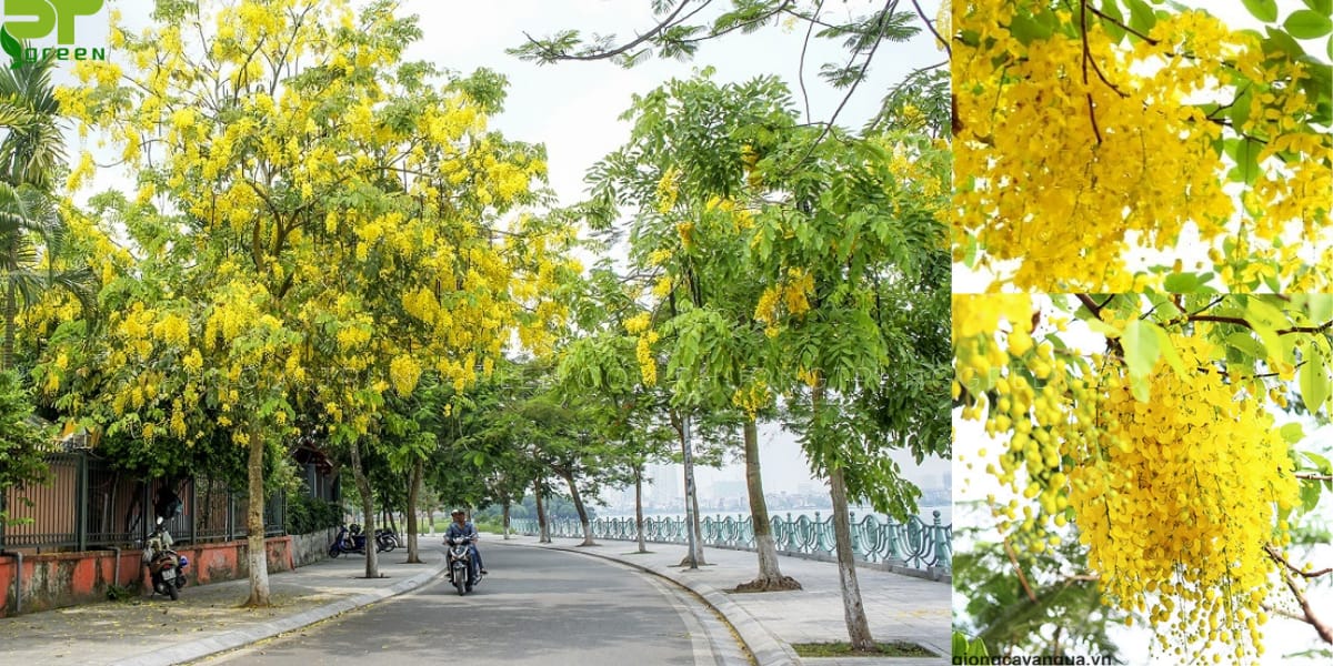 Cây Muồng hoàng yến