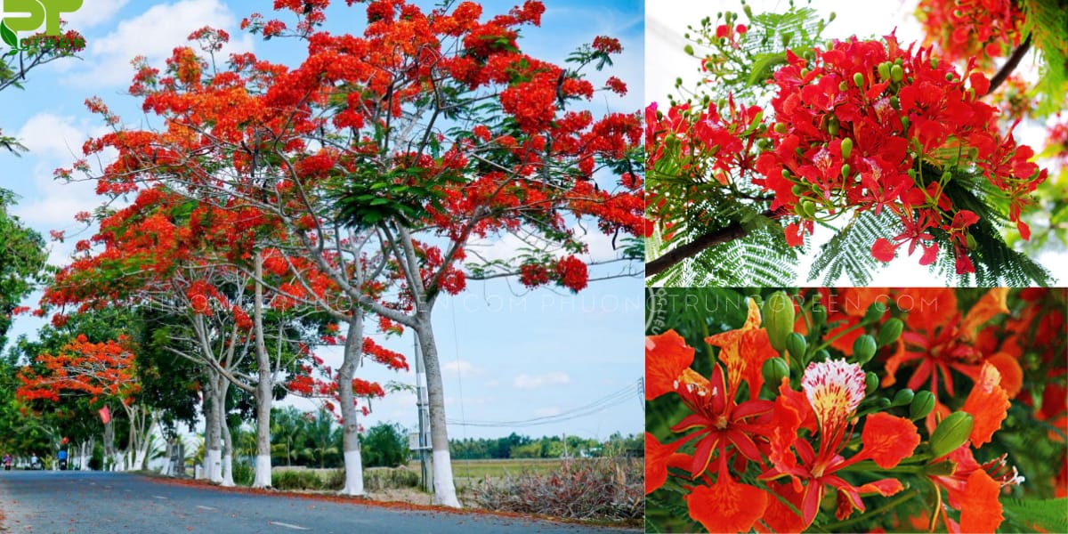 Cây phượng vĩ 