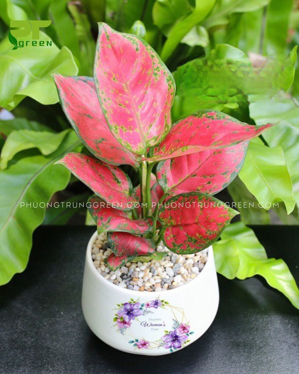 Cây Vạn lộc