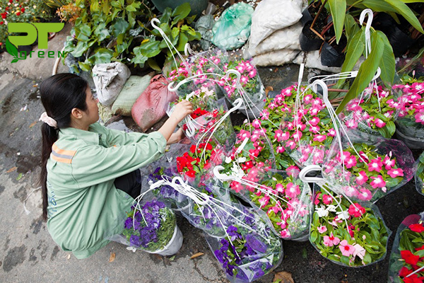 Cây hoa dừa cạn