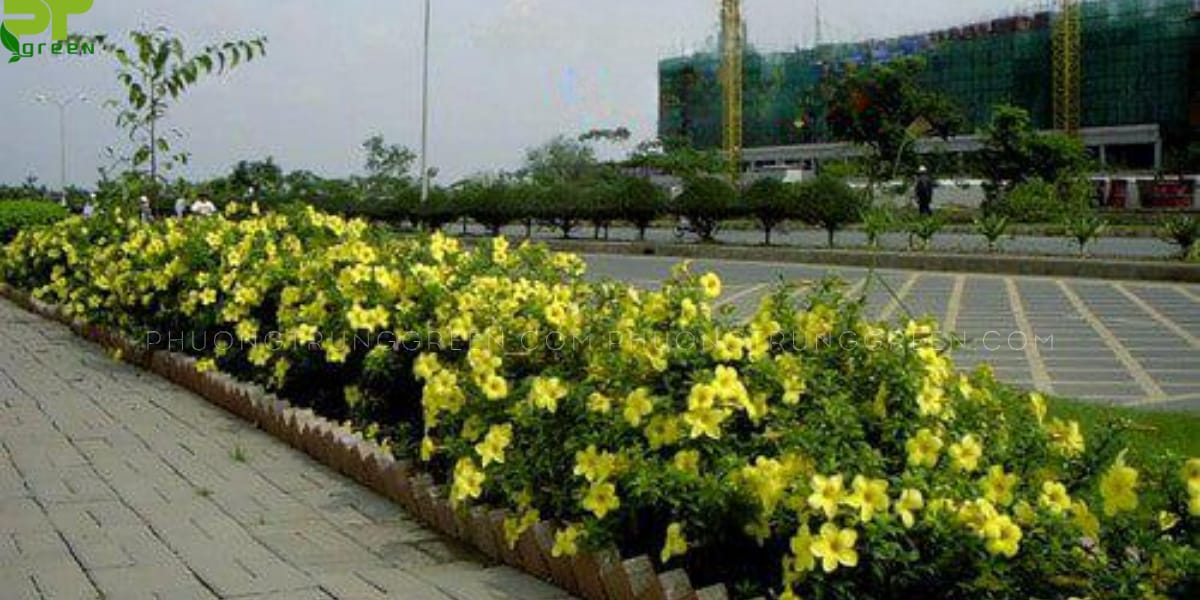 Cây Huỳnh anh