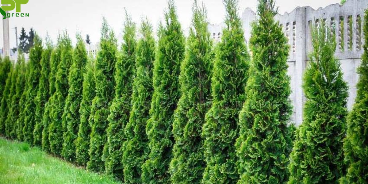 Cây Trắc bách diệp