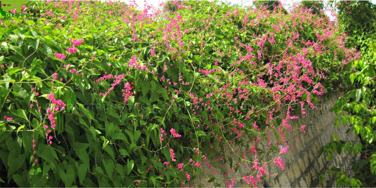 Cây hoa tigon