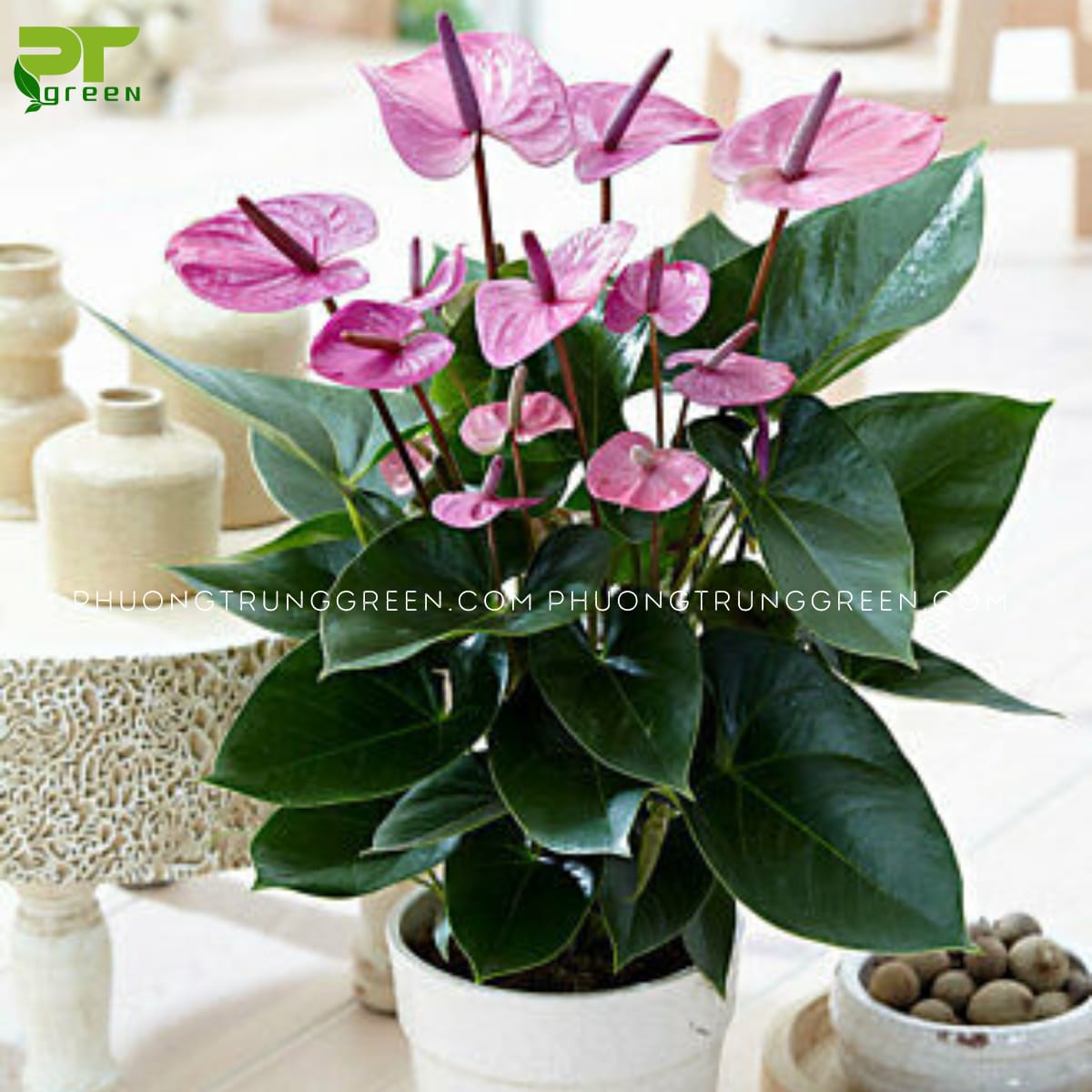 Cây hồng môn
