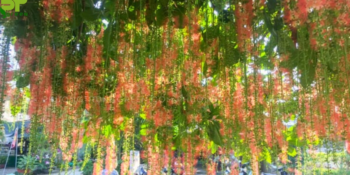 Cây lộc vừng