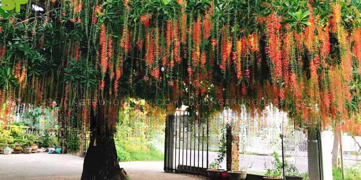 Cây lộc vừng
