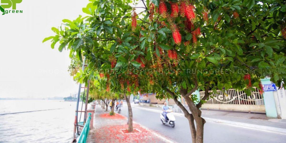 Cây lộc vừng