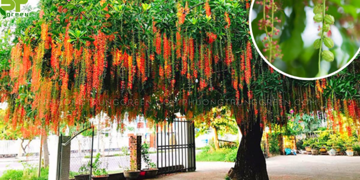 Cây lộc vừng