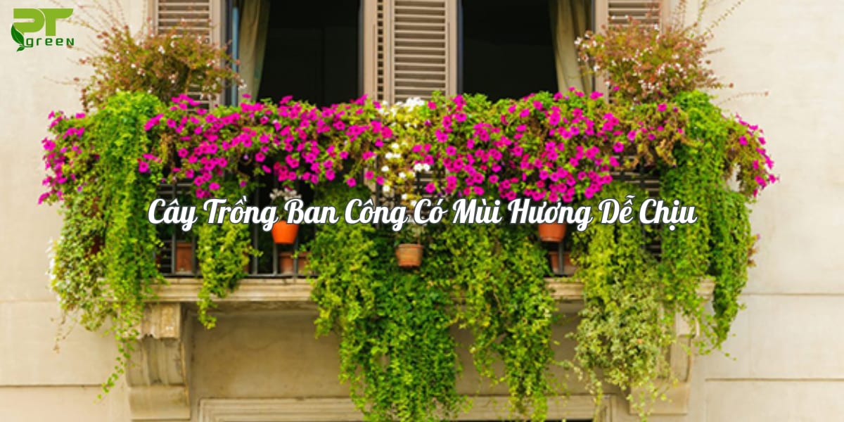 Cây trồng ban công có mùi hương dễ chịu
