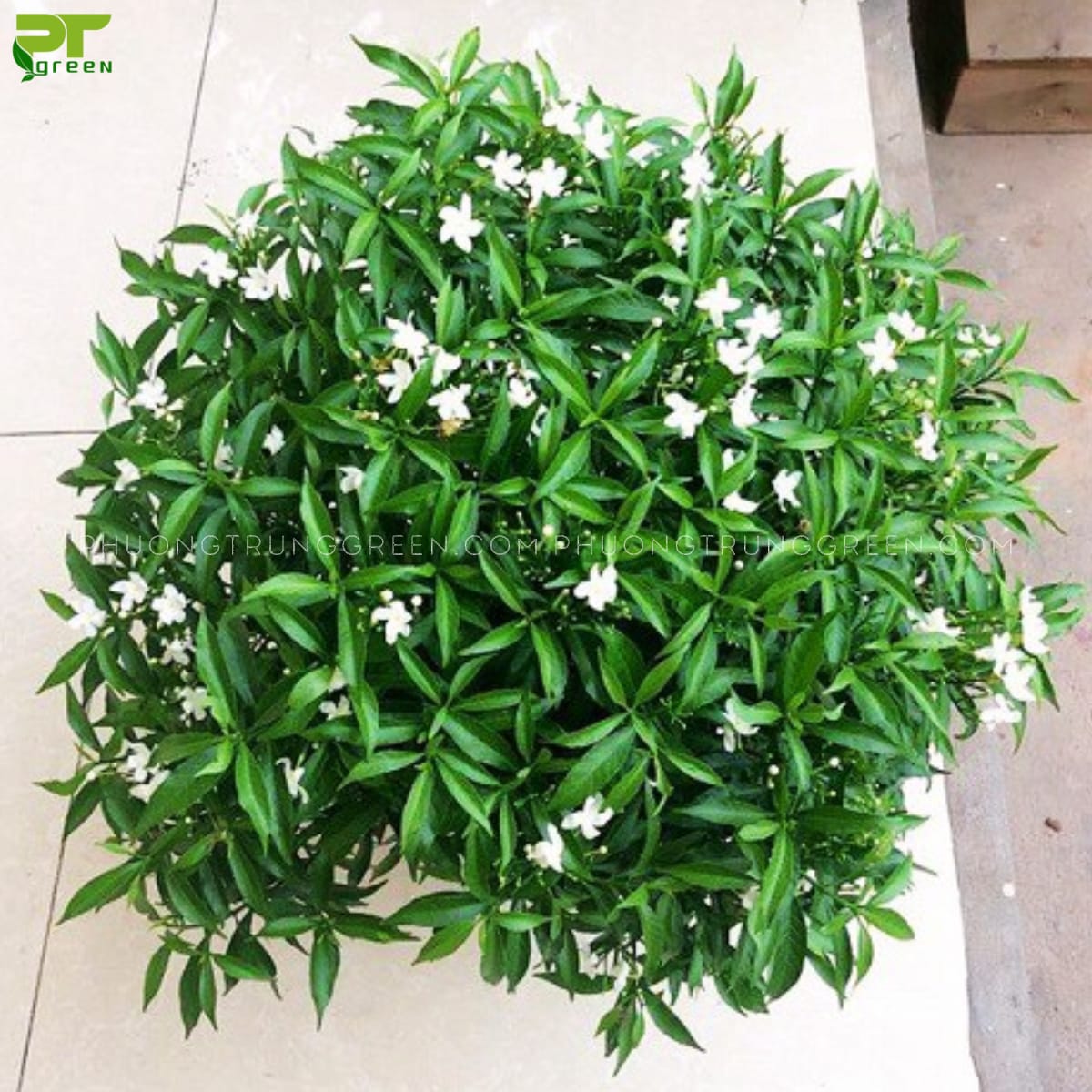 Cây Mai chiếu thủy