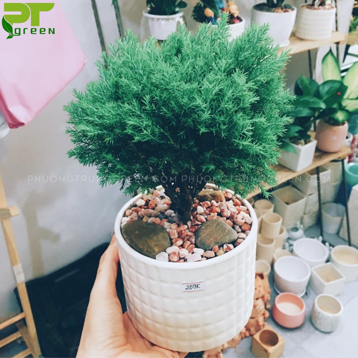 Cây Tuyết tùng