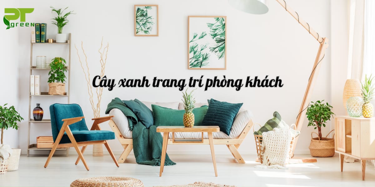 Cây xanh trang trí phòng khách