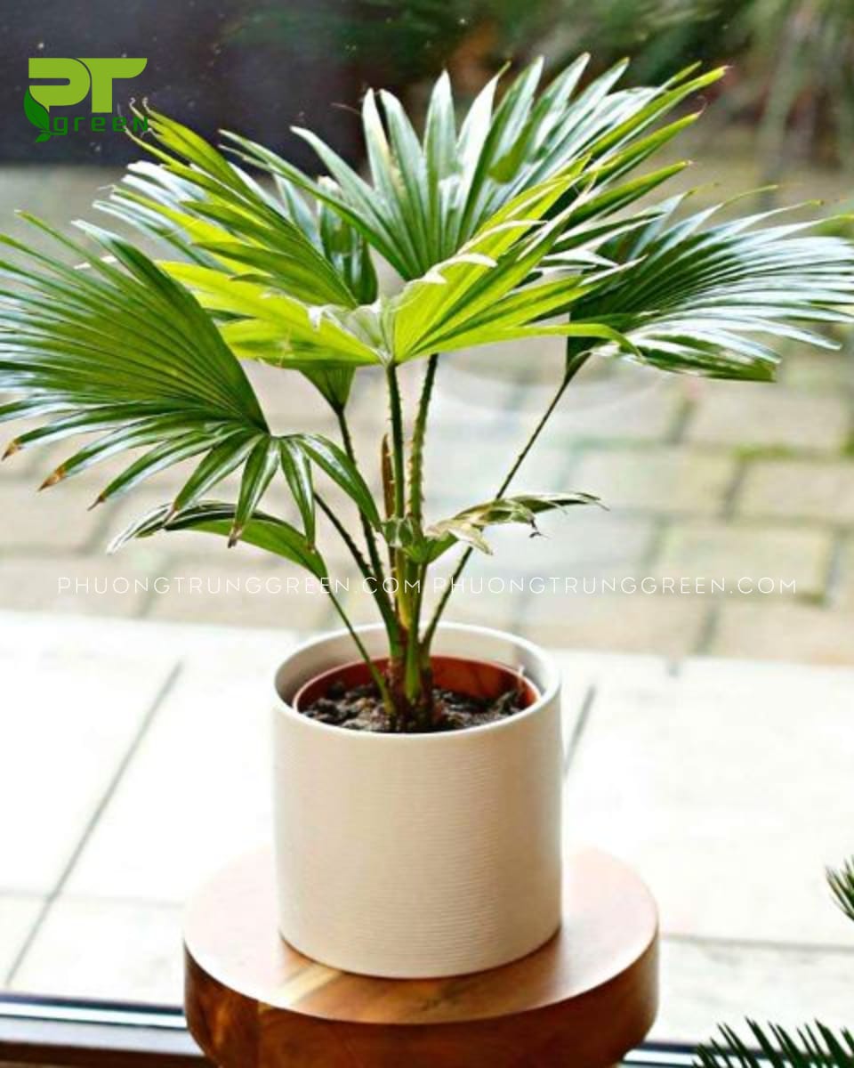 Cây Cọ ta