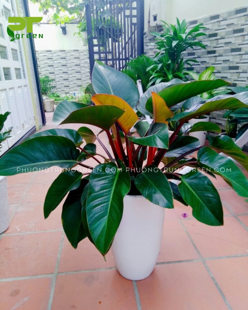 Trầu bà đế vương