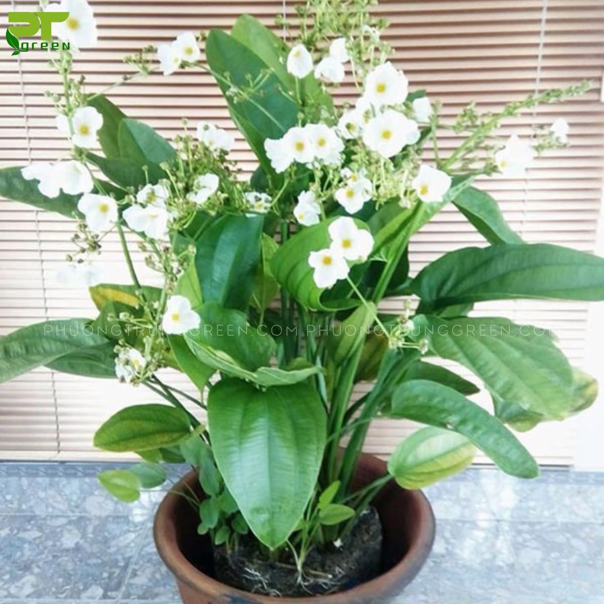 Cây Bách thủy tiên 