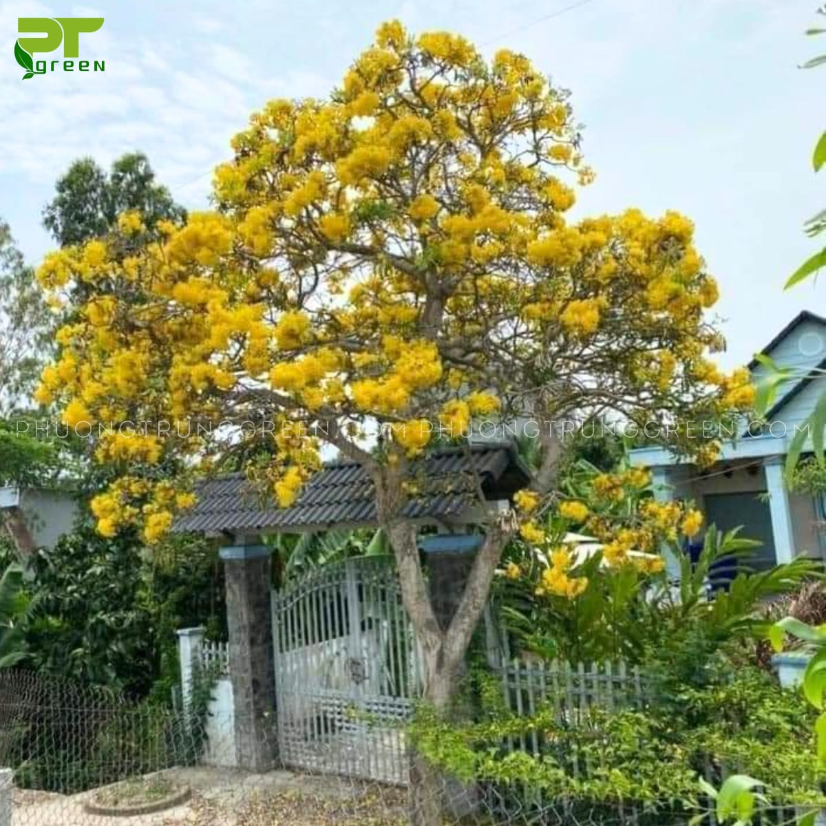Cây Chuông vàng trồng trước nhà