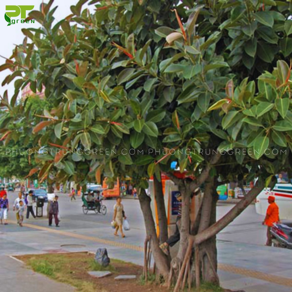 Cây Đa búp đỏ