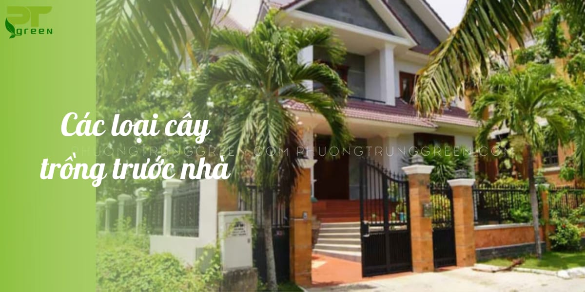 Cây trồng trước nhà