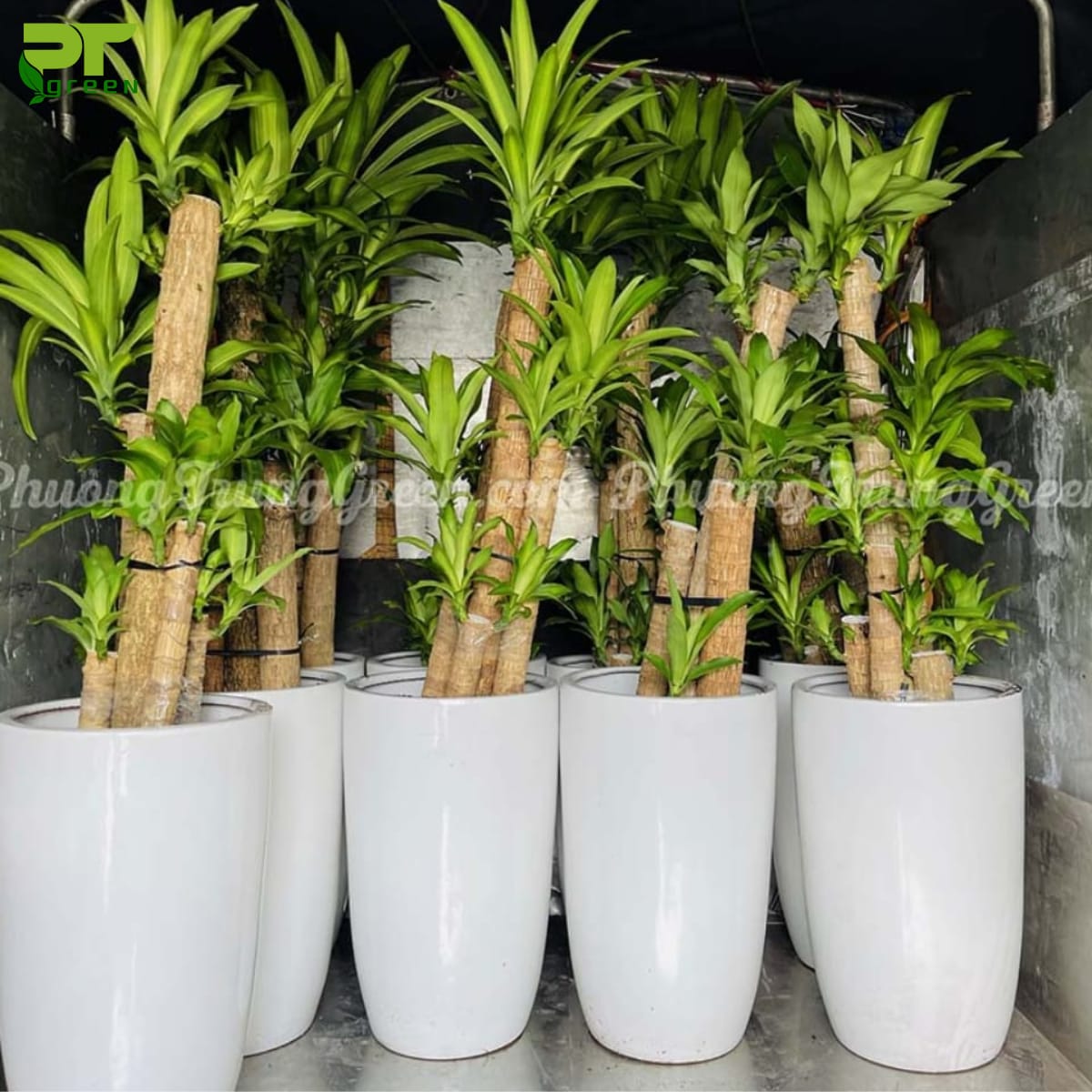 Cây Thiết mộc lan