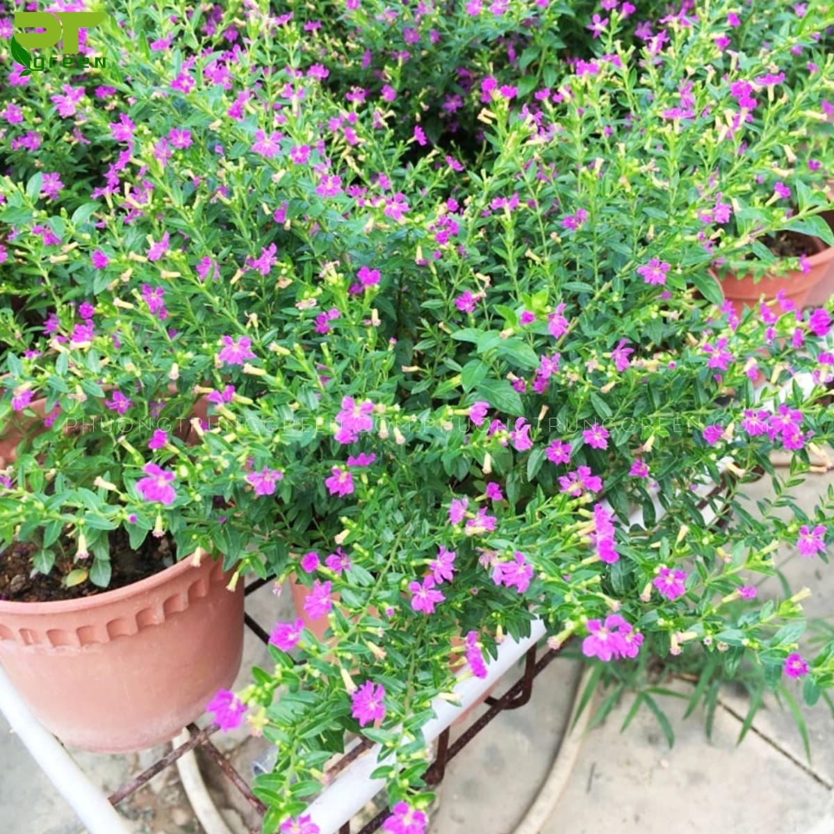 Cẩm tú mai