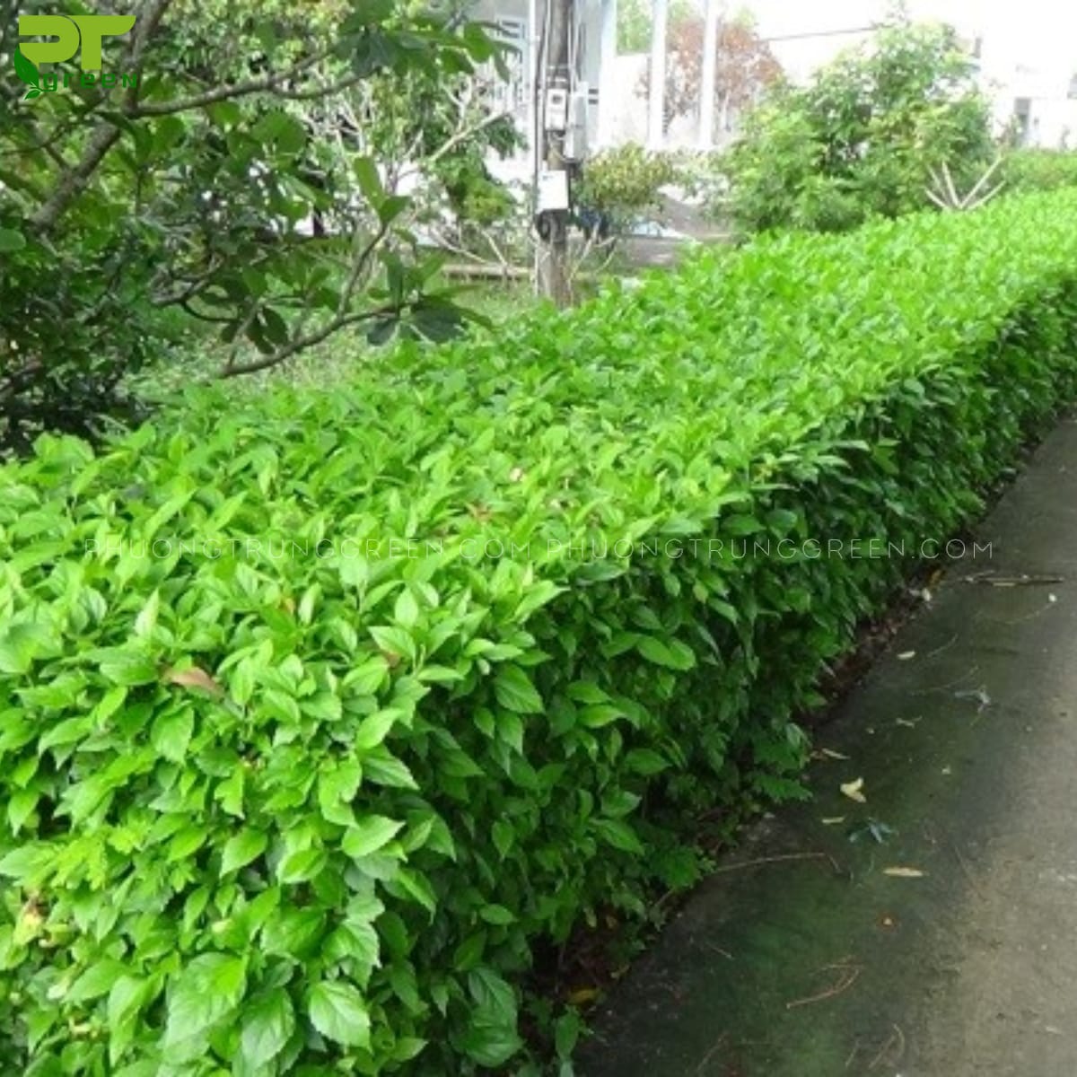 Cây Ắc ó
