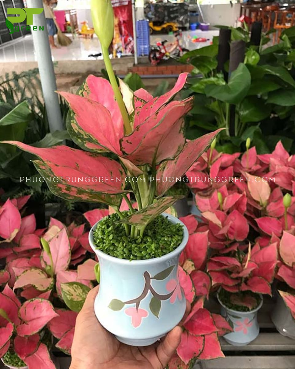Cây Vạn Lộc