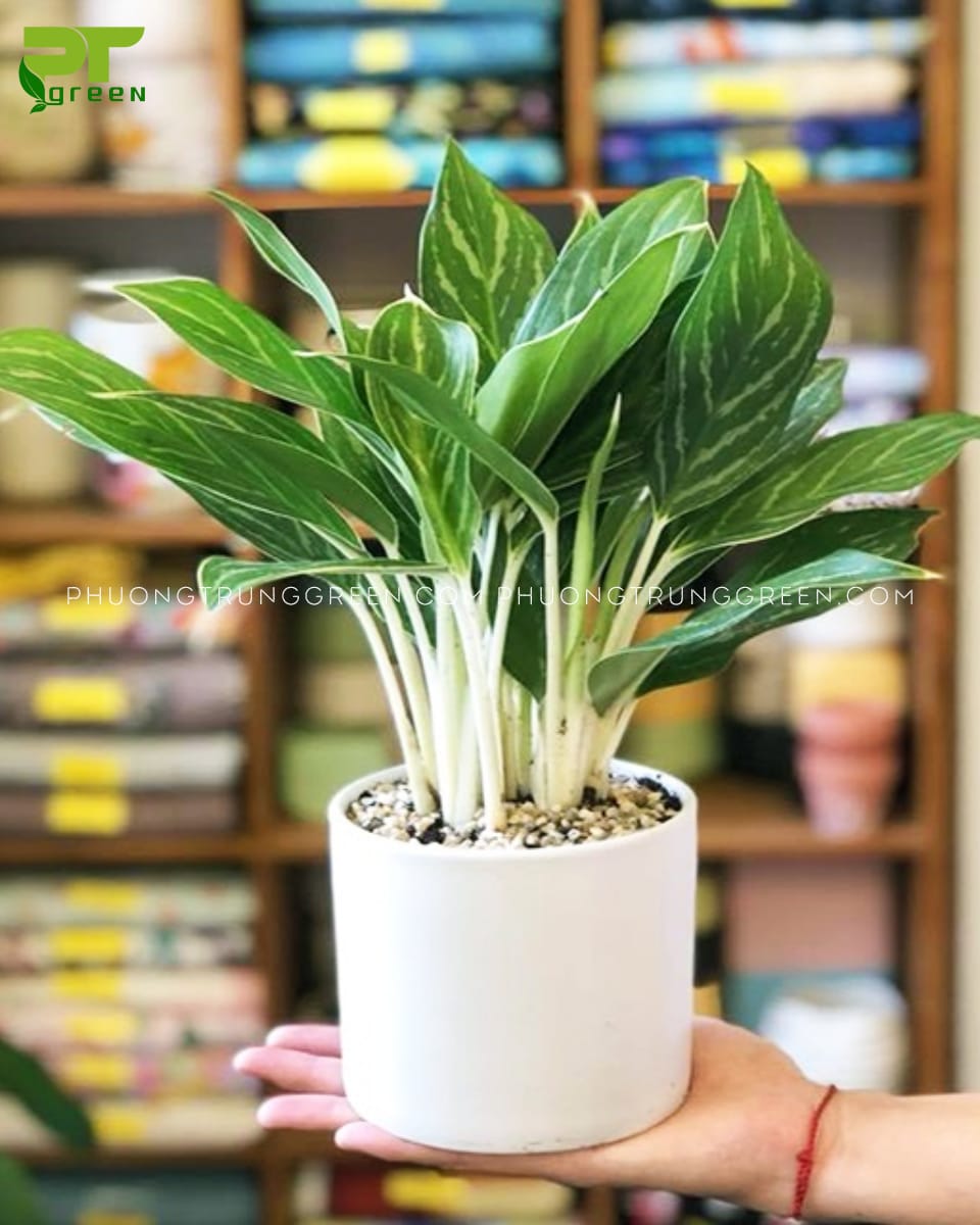 Bạch Mã hoàng tử