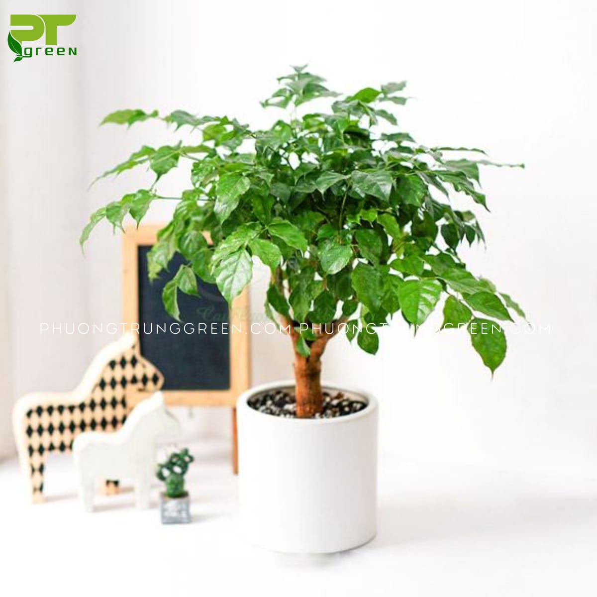cây hợp mệnh kim