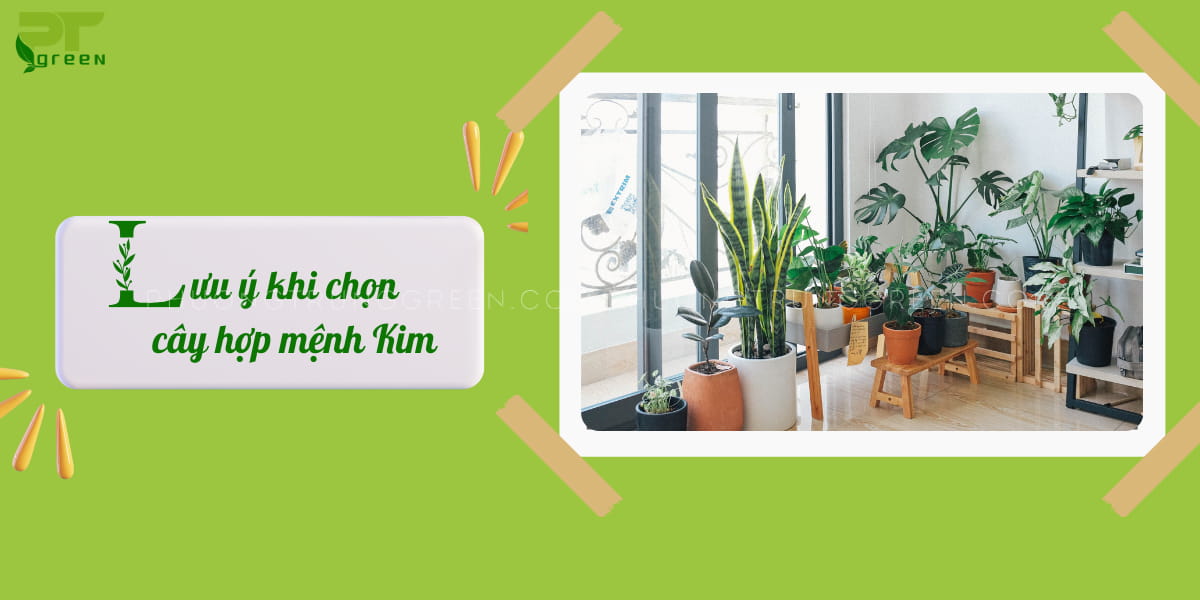 Cây hợp mệnh Kim